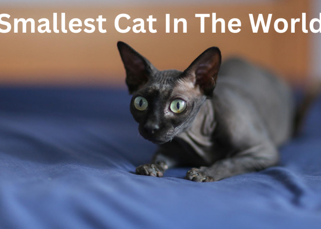 10 Smallest Cat Breeds In The World