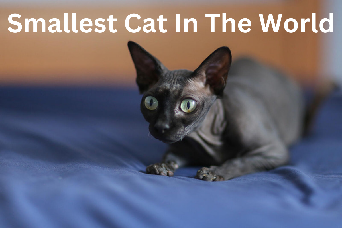 10 Smallest Cat Breeds In The World
