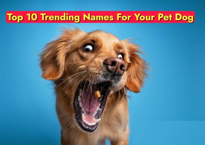 Top 10 Trending Names For Your Pet Dog