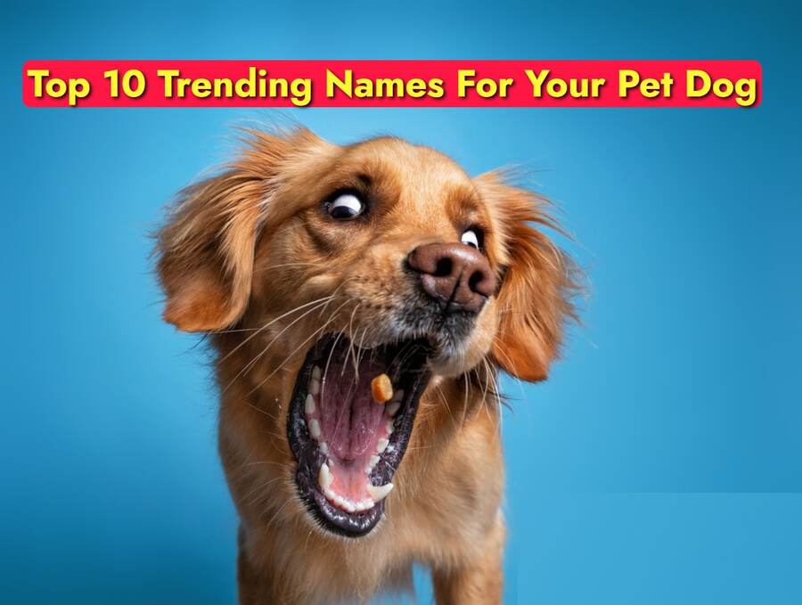 Top 10 Trending Names For Your Pet Dog