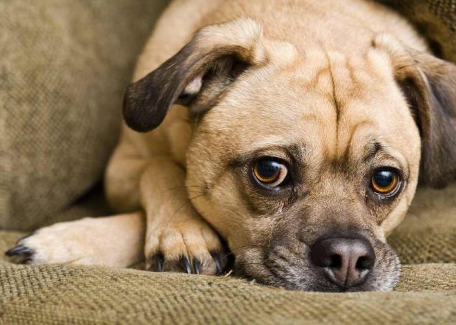 Top 10 Trending Names For Your Pet Dog