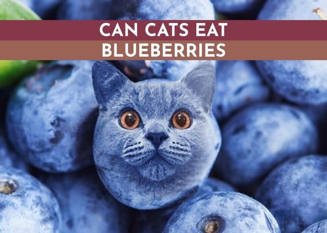 Are Blueberries Safe for Cats? A Complete Guide
