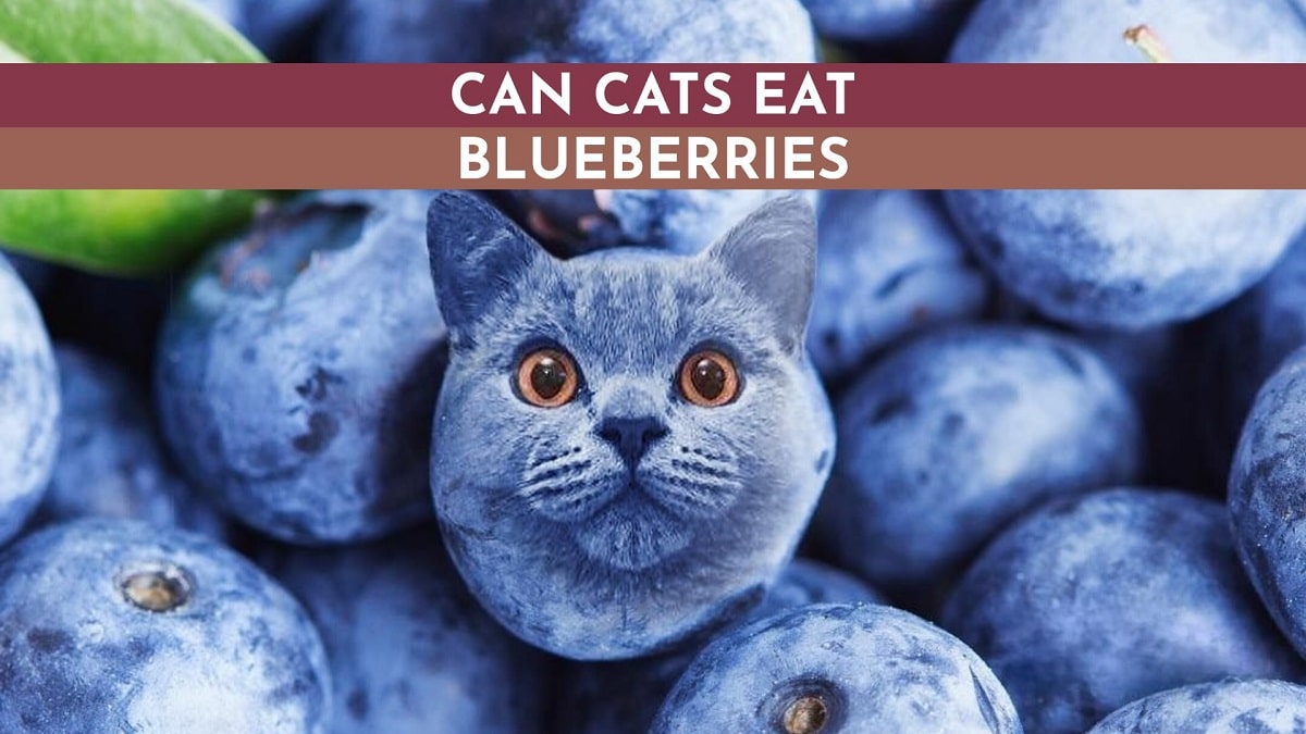 Can Cats Eat Blueberries