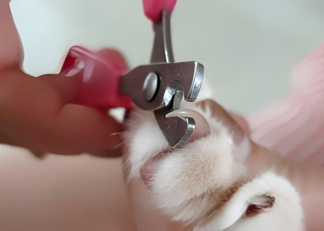 How to stop a dog’s nail bleeding?