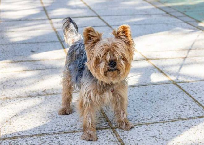 Top 10 Smallest dogs in the world