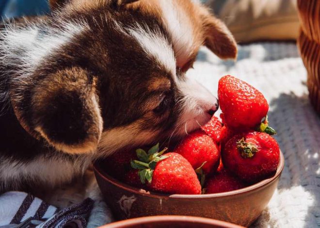 Can dogs eat strawberries?