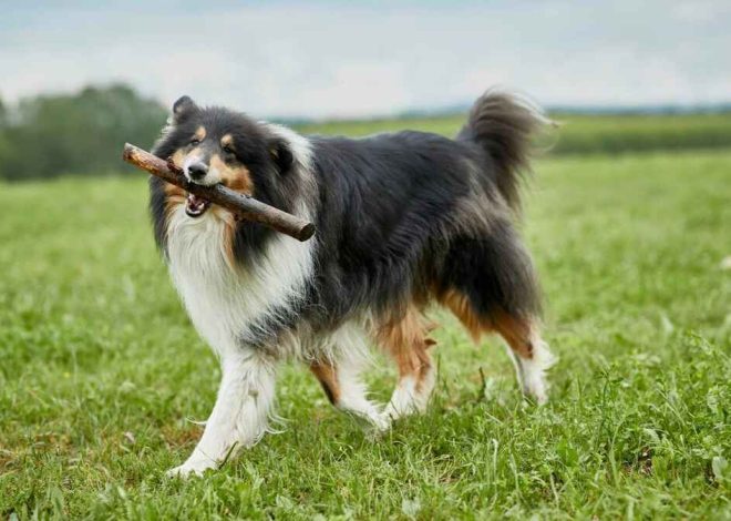 Top 15 Most Loyal Dog Breeds