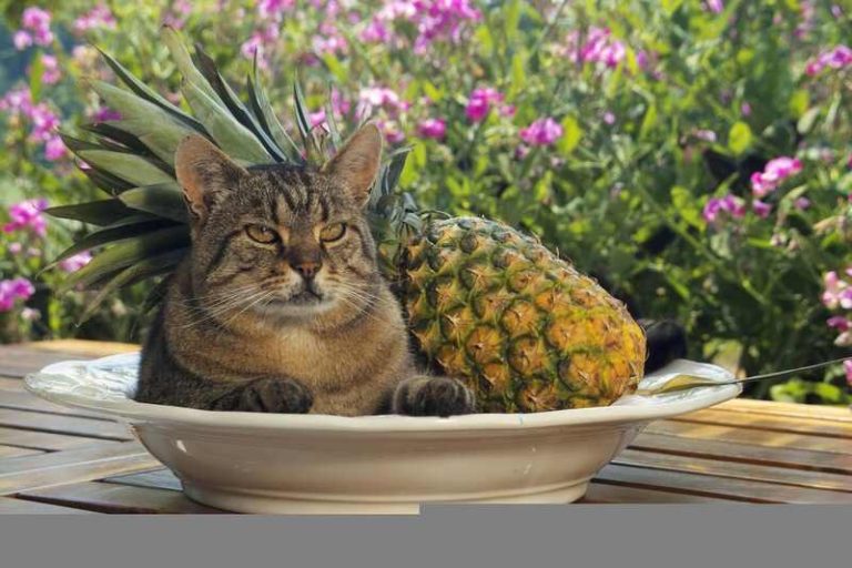 Can Cats Eat Pineapple? PetsWander