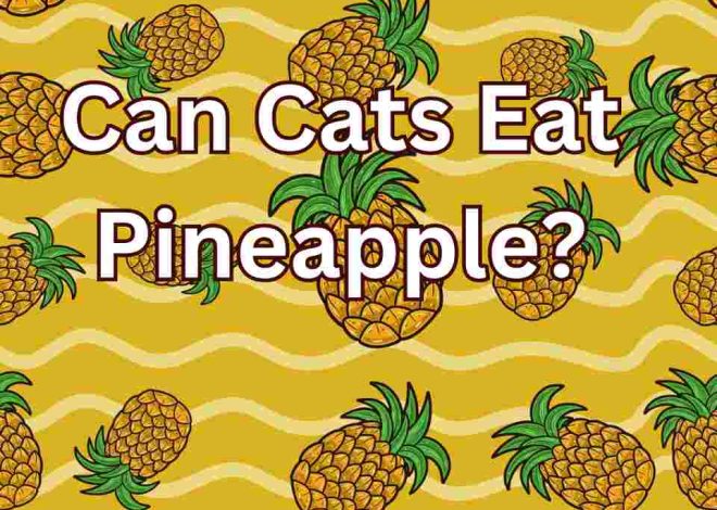 Can Cats Eat Pineapple? A Complete Overview