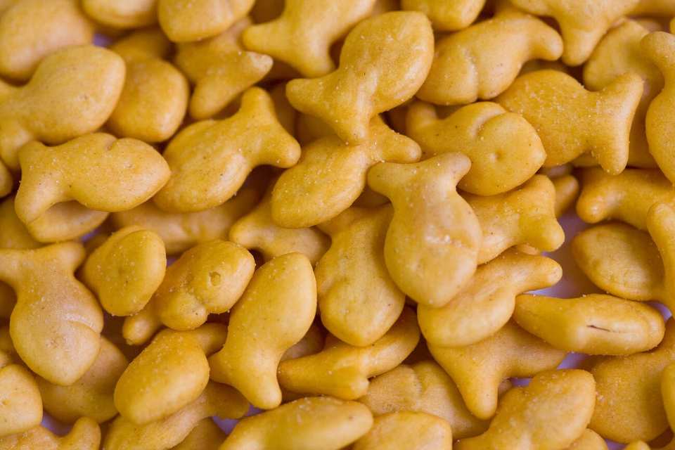 Can Dogs Have Goldfish Crackers