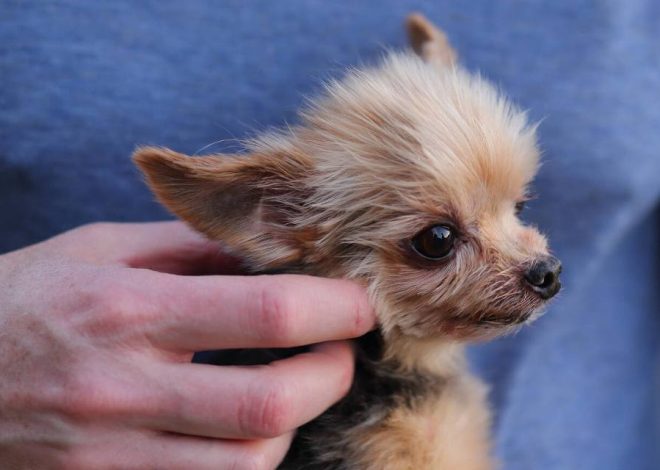 Top 8 Popular Teacup Dogs Breeds With Health Factors